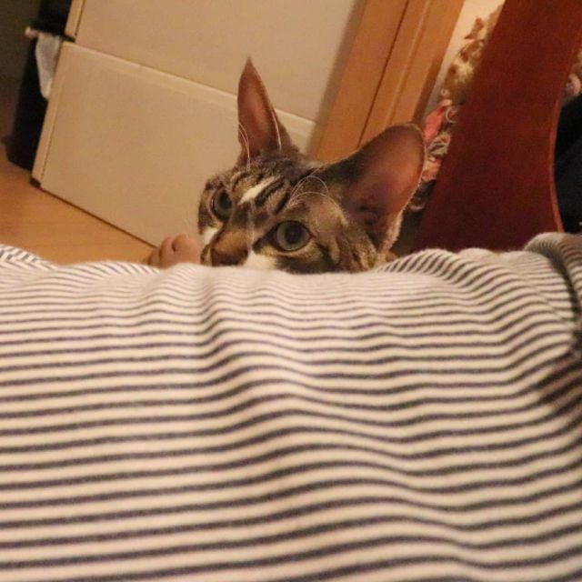 2021年12月10日(金) 今日のチョコくん🐈

おはようございます。
今朝も結構冷え込んでますね💦
チョコくんパパに甘ったれてくっついてきました😺
たまに違ったアングルのチョコくんのショットを(^_^)
#devonrex #デボンレックス
#sakuraquiet