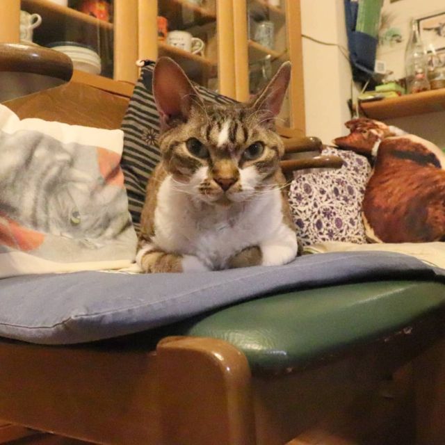 2021年12月11日(土) 今日のチョコくん🐈

おはようございます。
良い天気になりましたね😊
チョコくん朝方寒くて布団に入ってきて一緒に寝てました😺
お馴染みの場所でくつろぐチョコくんのショットを(^_^)
#devonrex #デボンレックス
#sakuraquiet